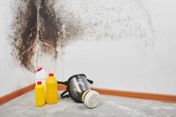 Professional Mold Remediation in Kaser, NY