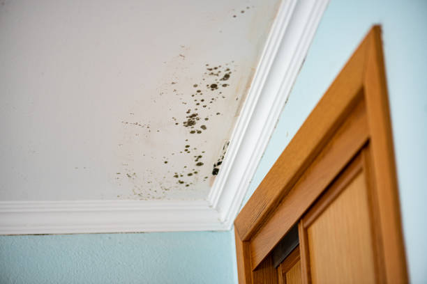 Best DIY Mold Remediation Support Services in Kaser, NY