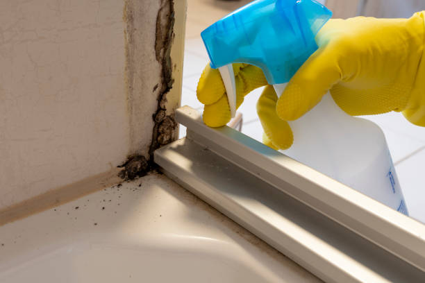 Best Basement Mold Remediation in Kaser, NY