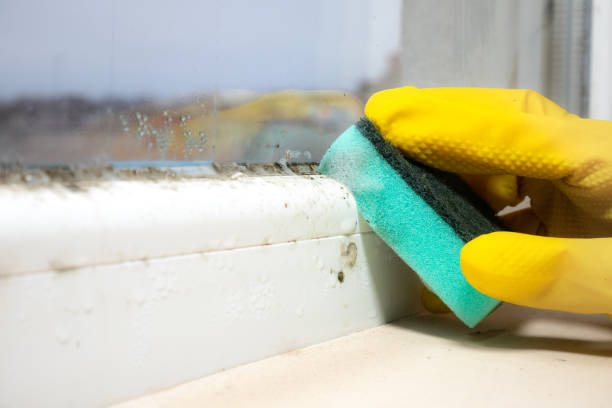 Best Commercial Mold Remediation in Kaser, NY